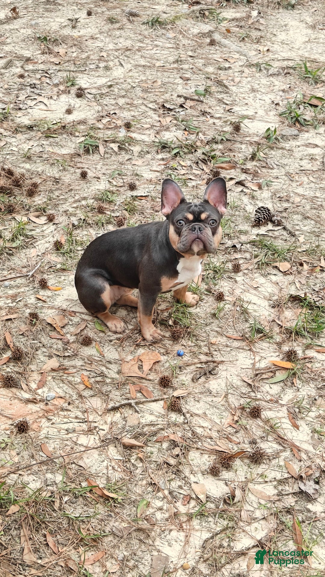 French Bulldog dogs for sale: Chariza - Image 1