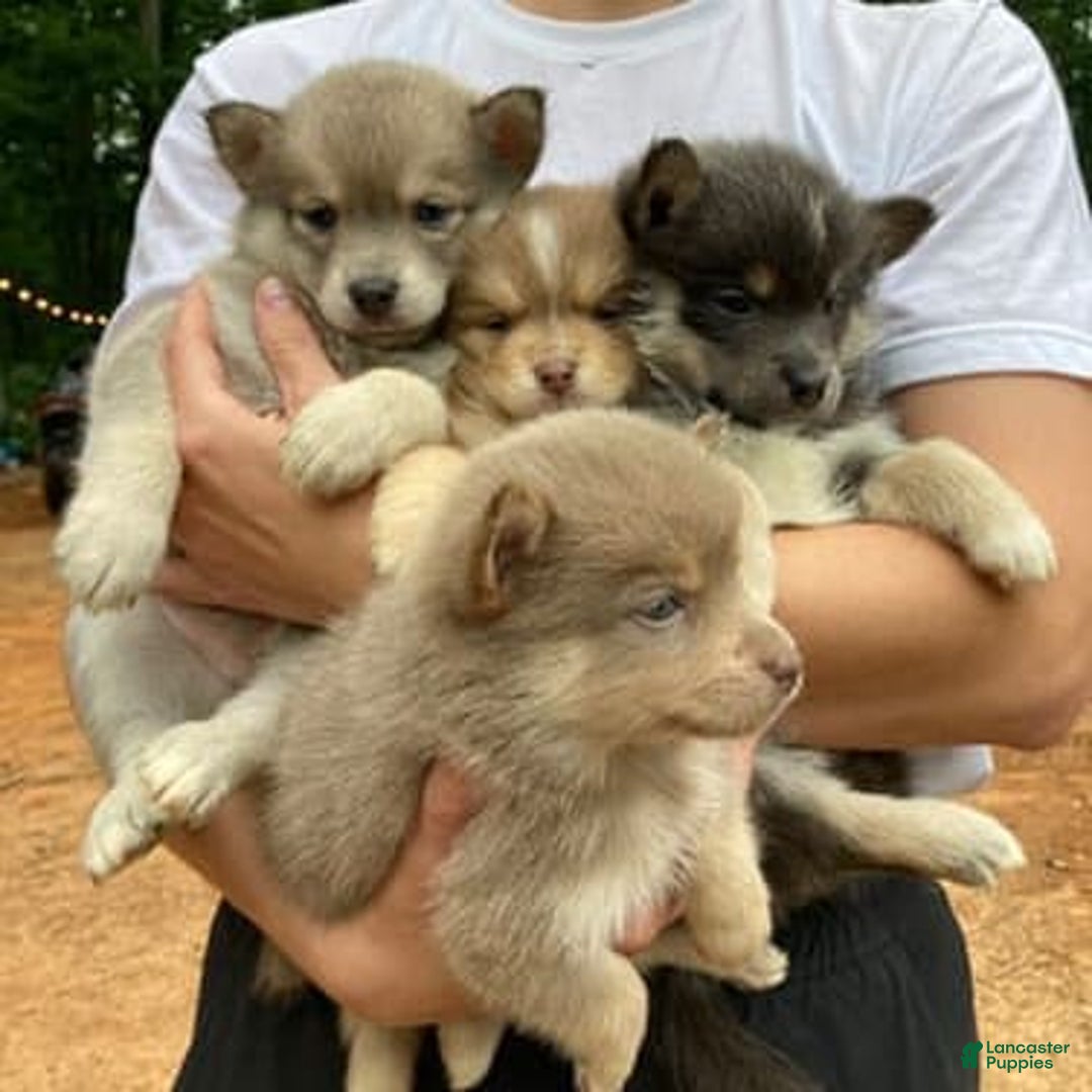 Pomsky dogs for sale: Grumpy - Image 2