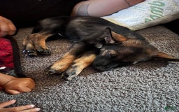 German Shepherd dogs for sale: Wonder Woman - Image 1