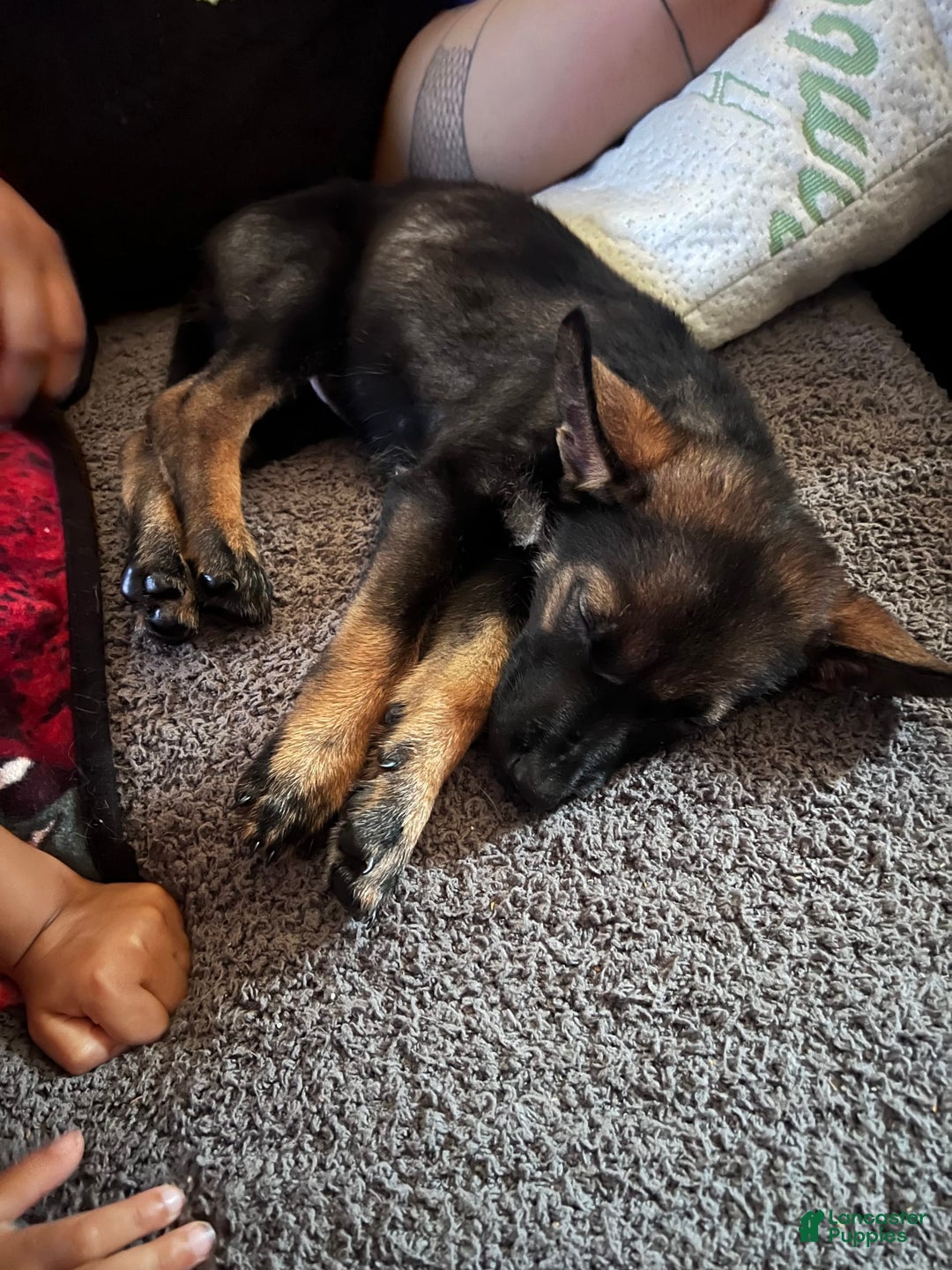 German Shepherd dogs for sale: Wonder Woman - Image 1