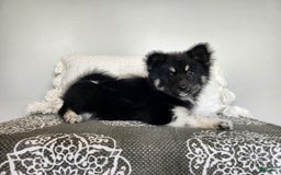 Pomsky dogs for sale: Birdie - Image 6