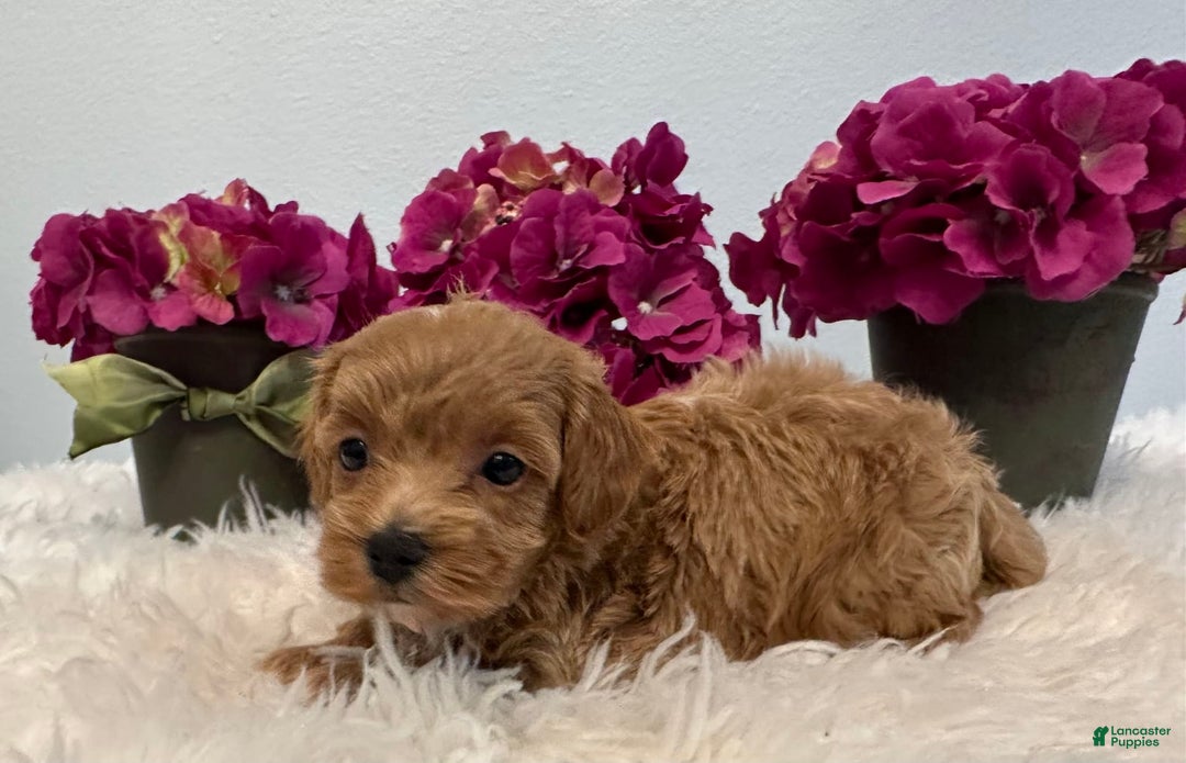 Maltipoo dogs for sale: Indie - Image 1