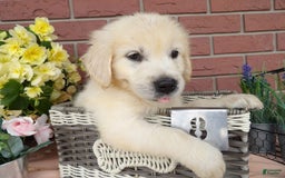 Golden Retriever dogs for sale: Golden Retriever 4 puppies - Image 4