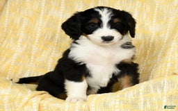 Bernedoodle dogs for sale: Lola - Image 17