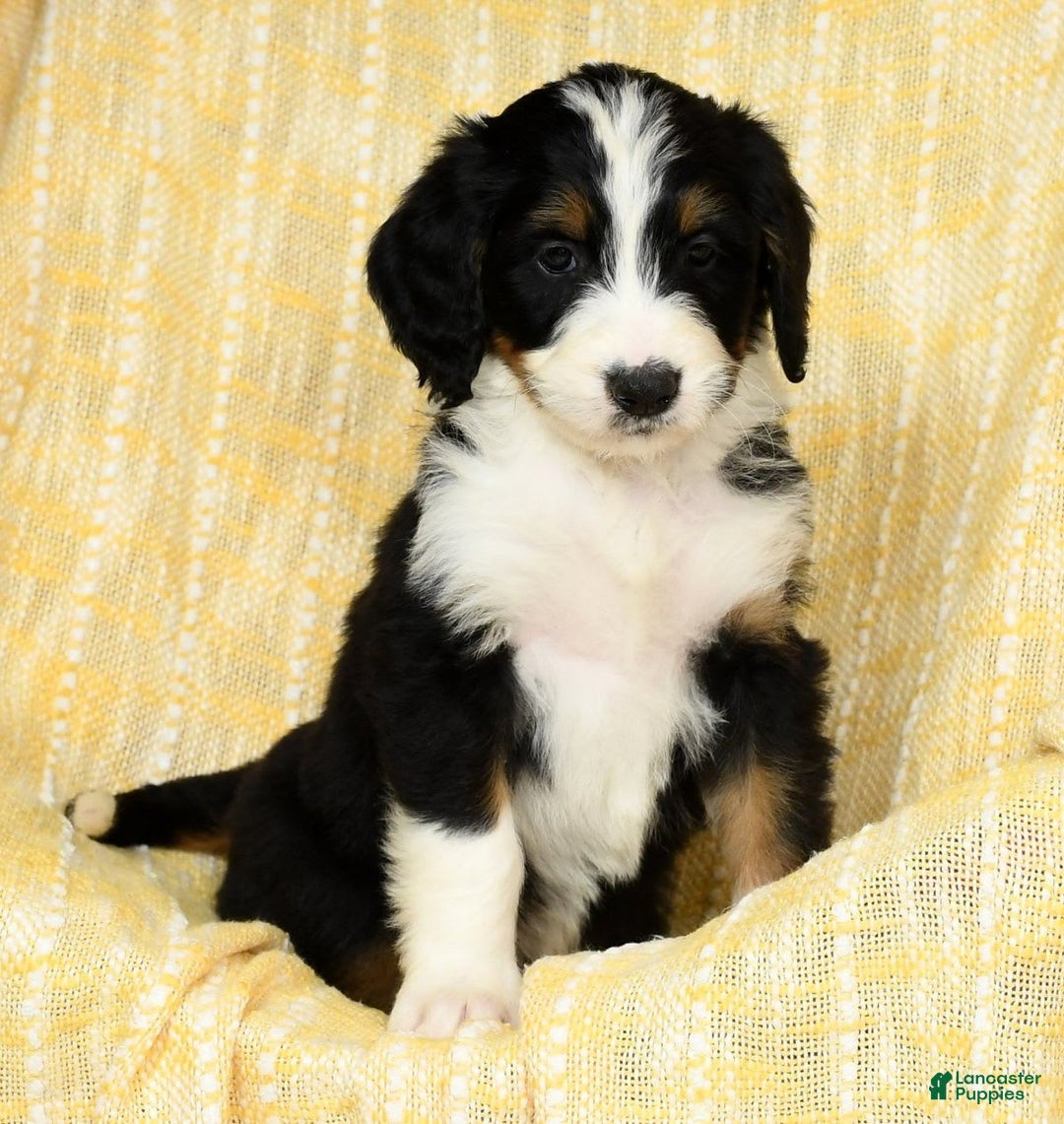 Bernedoodle dogs for sale: Lola - Image 17