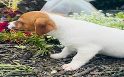 Jack Russell Terrier dogs for sale: Lippy - Image 2