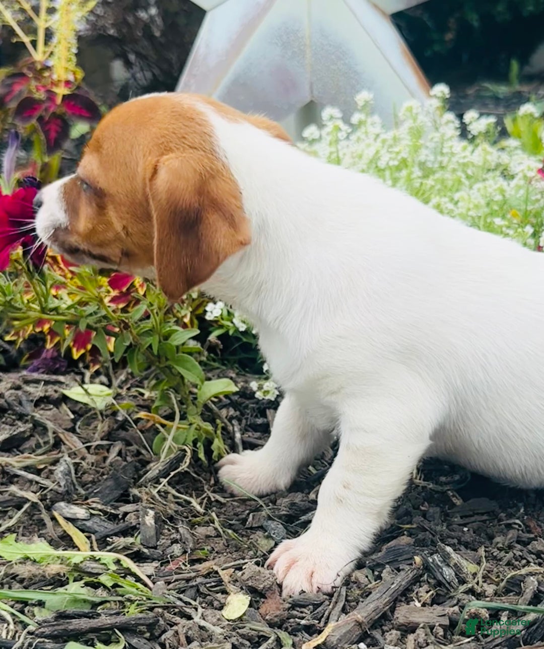 Jack Russell Terrier dogs for sale: Lippy - Image 2