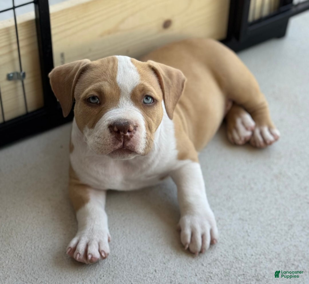 American Bully dogs for sale: Bella - Image 10