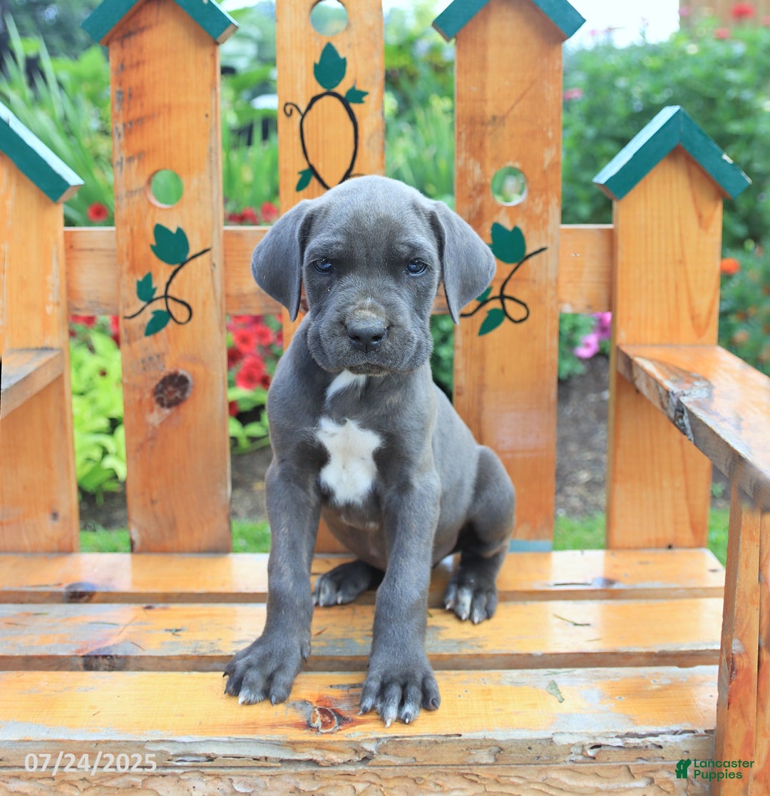 Cane Corso dogs for sale: Knox - Image 1