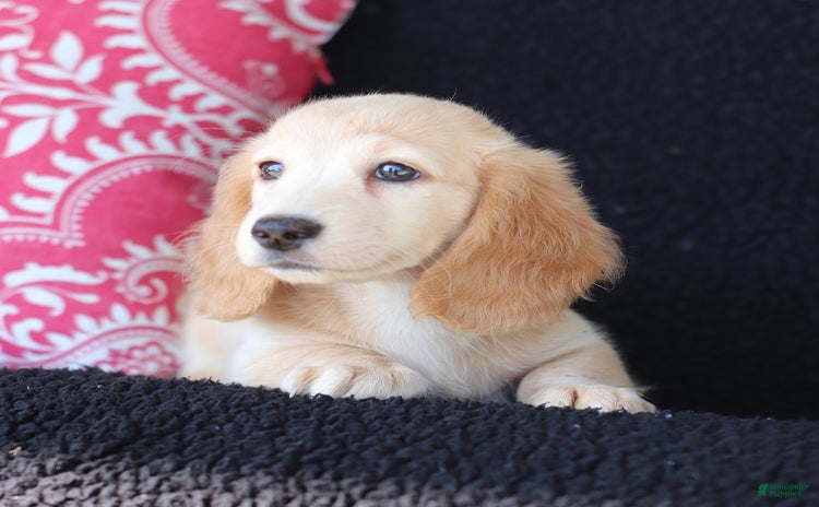 Miniature Dachshund dogs for sale - Ad 1