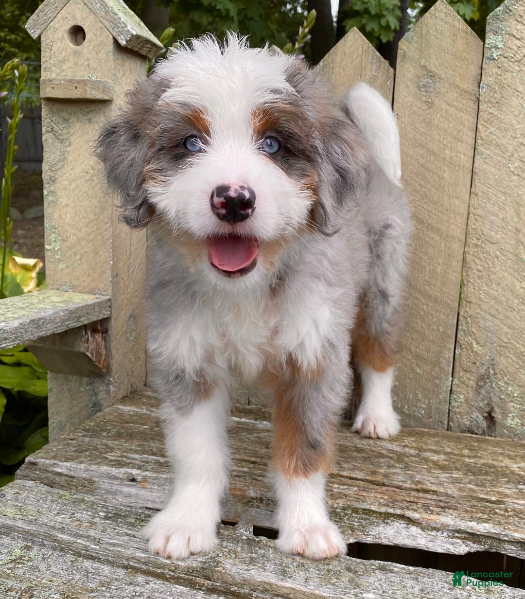 Mini Bernedoodle dogs for sale: 💜 Boston Ma 💜 Mini Bernedoodle - Image 25