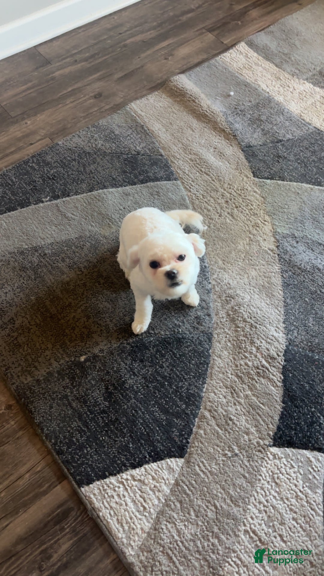 Maltipoo dogs for sale: Ghost - Image 5