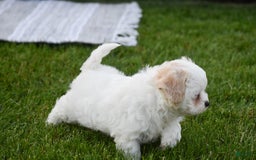 Cavapoo dogs for sale: Harmony - Image 7