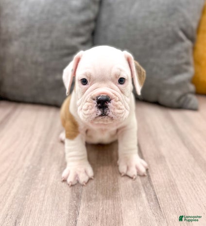 Beabull dogs for sale - Ad 5