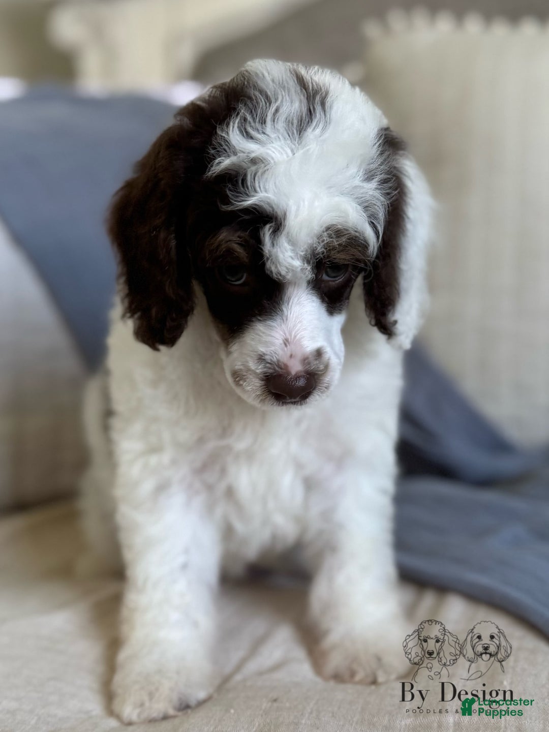 Standard Poodle dogs for sale: Arlo Chocolate Tri Parti - Image 5
