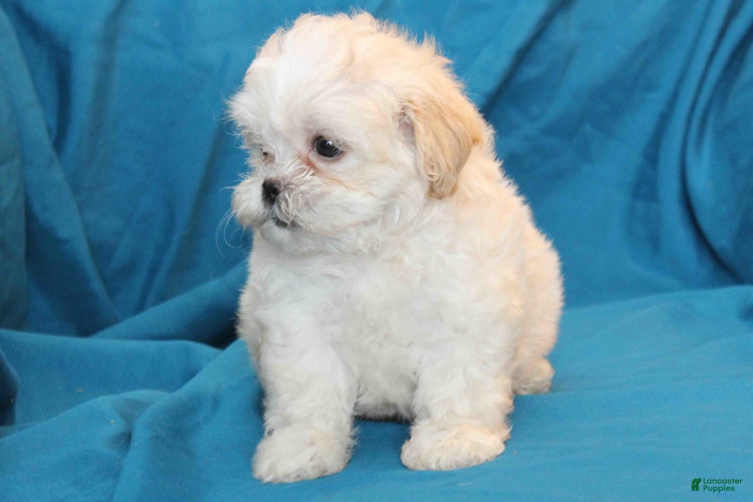Shihpoo dogs for sale: Luna - Image 1