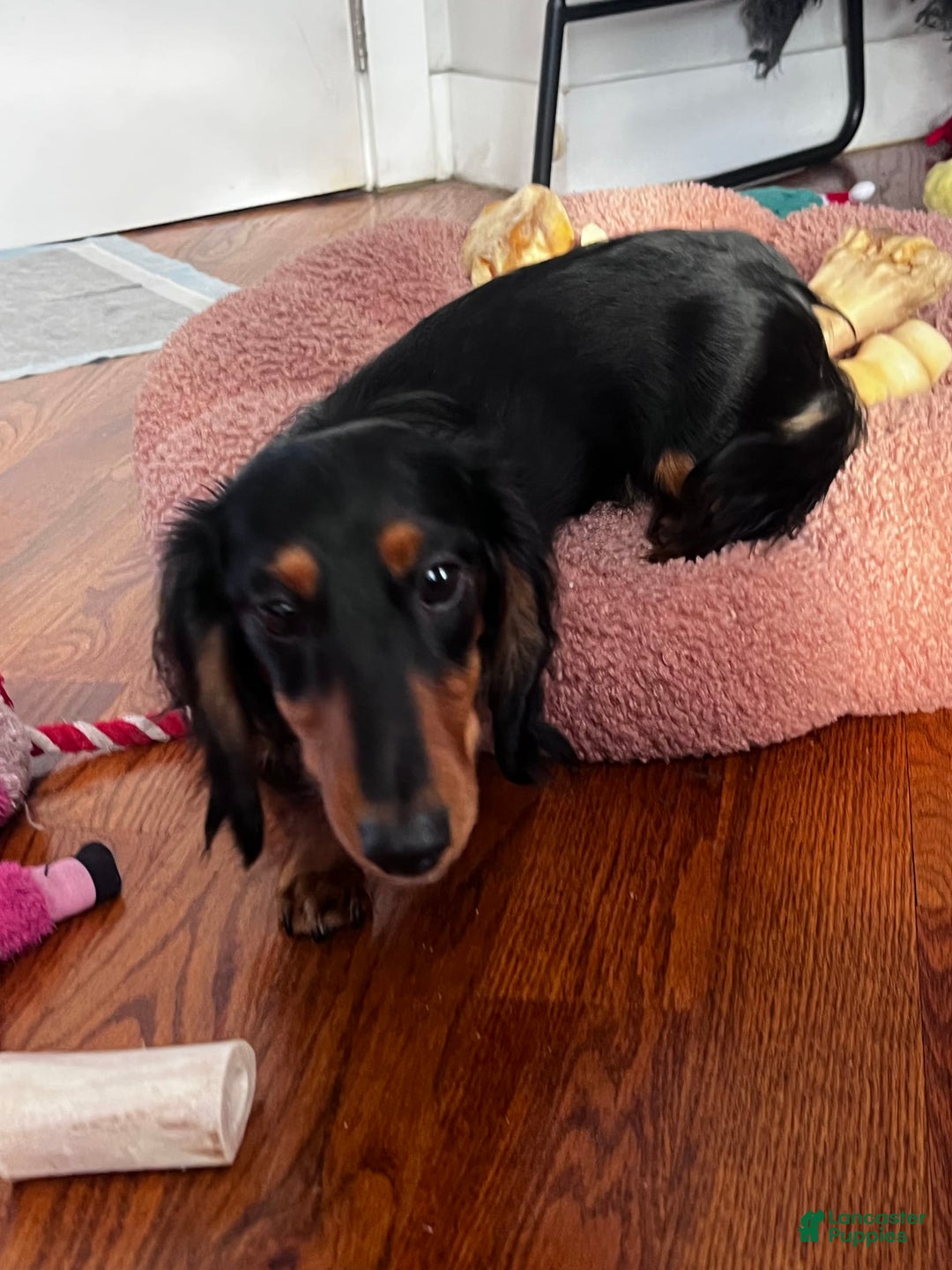 Miniature Dachshund dogs for sale: Clementine - Image 4
