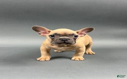 French Bulldog dogs for sale: MILES - Image 3