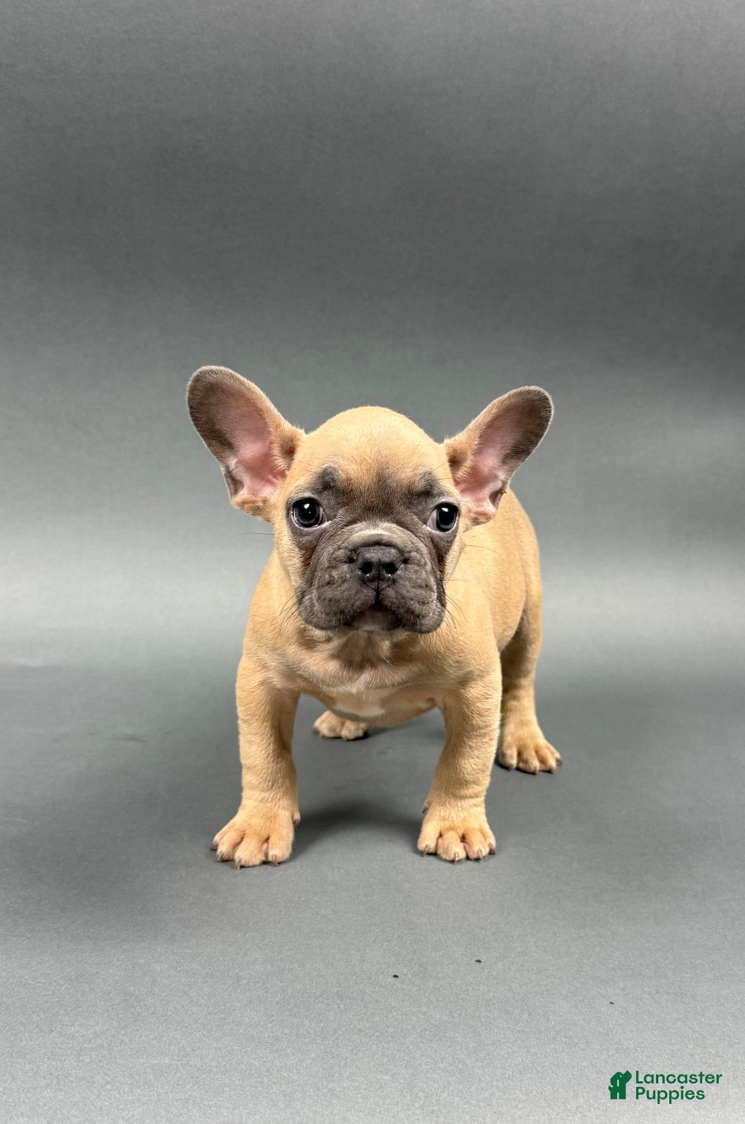 French Bulldog dogs for sale: MILES - Image 3