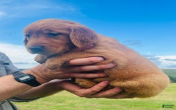 Golden Retriever dogs for sale: Meadow - Image 2