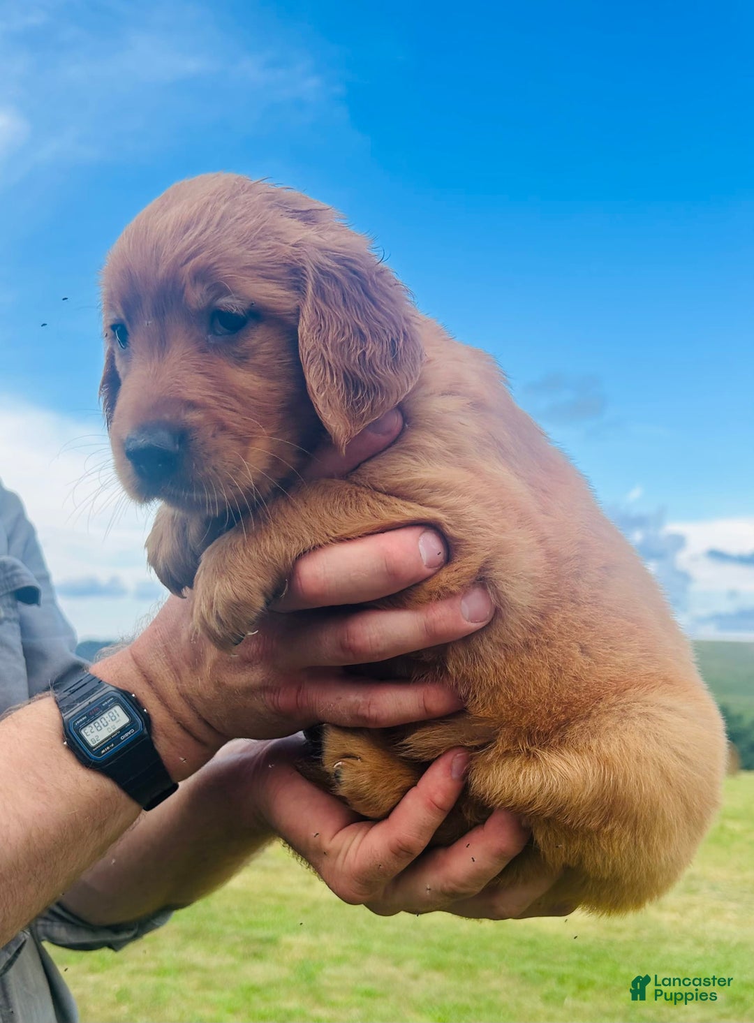 Golden Retriever dogs for sale: Meadow - Image 2