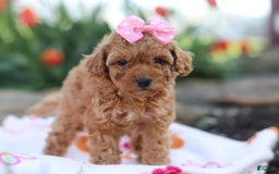 Miniature Poodle dogs for sale: Leah - Image 5