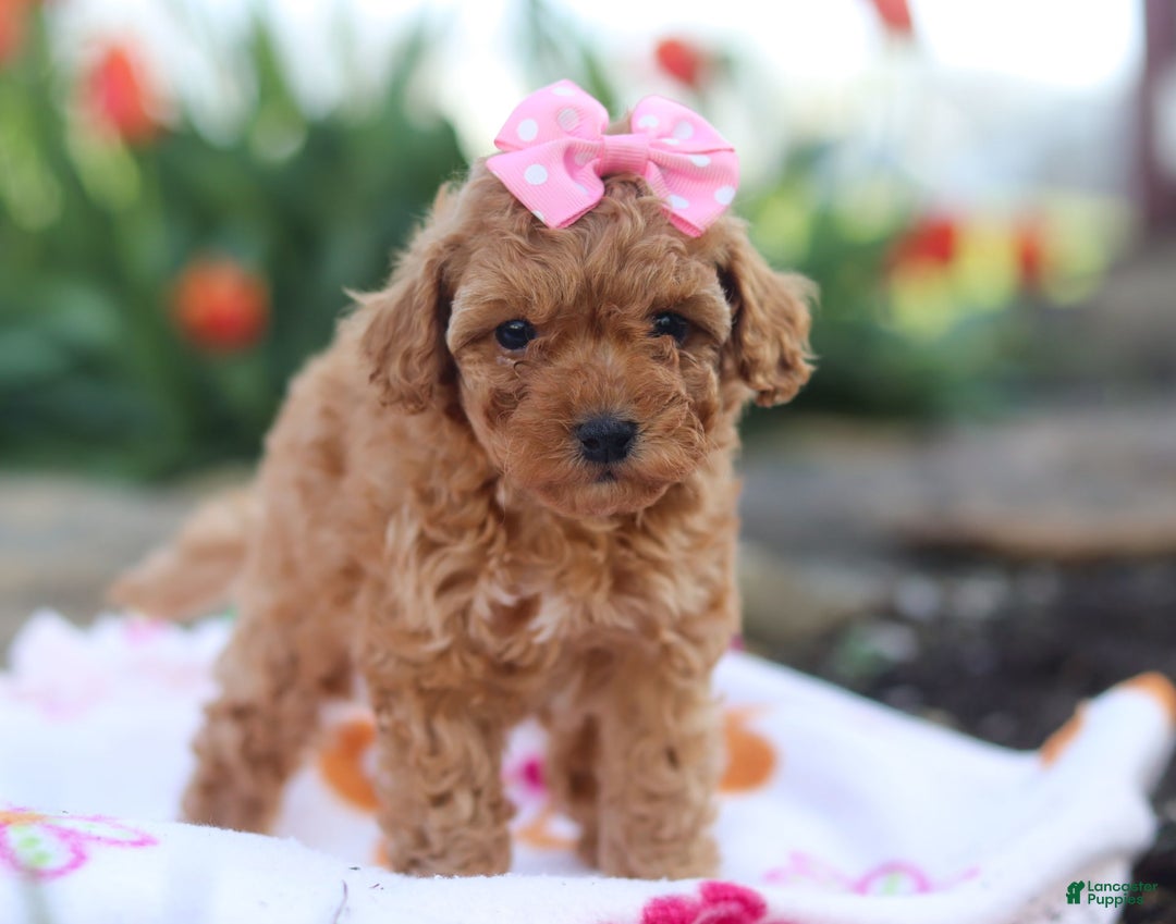 Miniature Poodle dogs for sale: Leah - Image 5