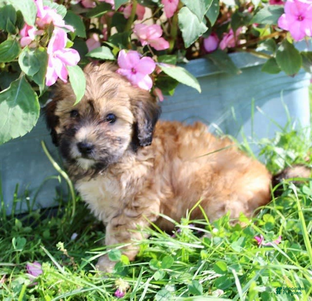 Shihpoo dogs for sale: Lila - Image 3