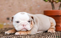 English Bulldog dogs for sale: Micah - Image 6
