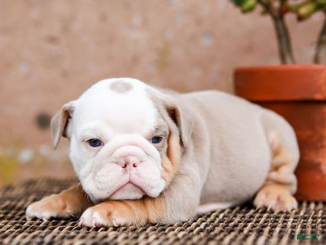 English Bulldog dogs for sale: Micah - Image 6