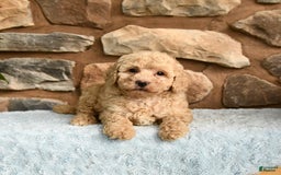 Miniature Poodle dogs for sale: Barbie - Image 5