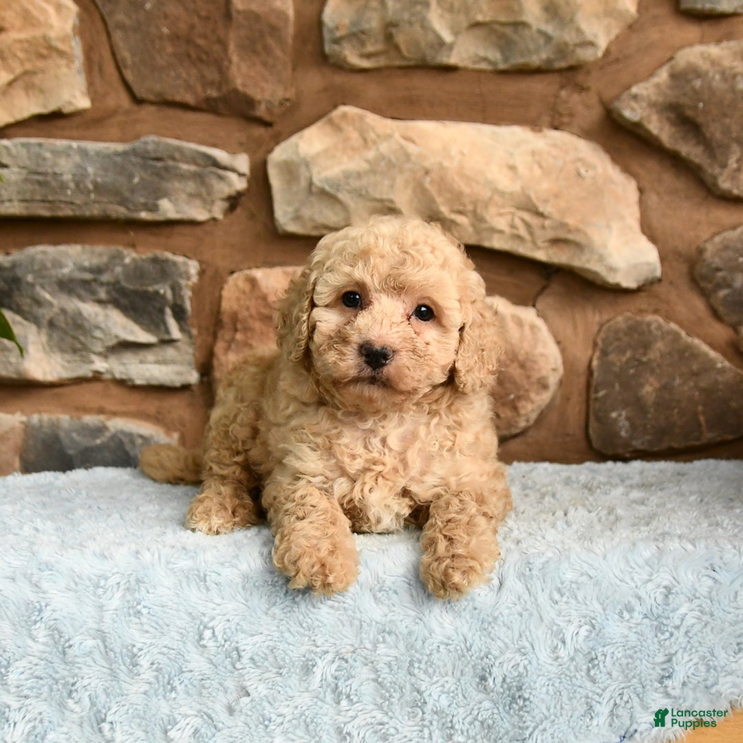 Miniature Poodle dogs for sale: Barbie - Image 5