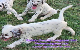 Dalmatian dogs for sale: Belles Purple Lua Liver Spotted Longcoat Girl - Image 4