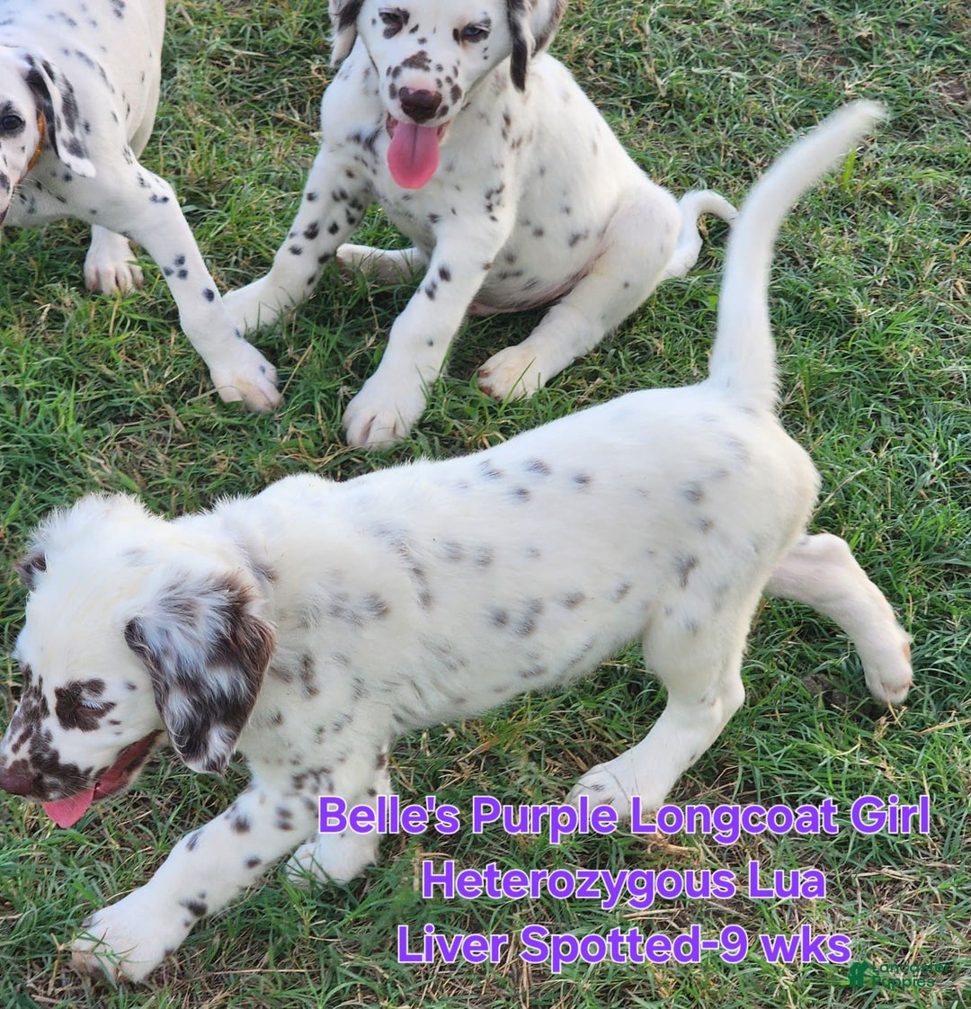 Dalmatian dogs for sale: Belles Purple Lua Liver Spotted Longcoat Girl - Image 4
