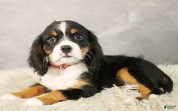 Miniature Bernese Mountain Dog dogs for sale: Twix - Image 4
