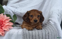 Miniature Dachshund dogs for sale: Teddy - Image 3