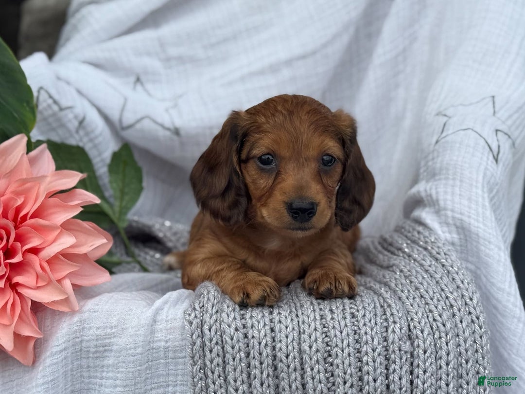 Miniature Dachshund dogs for sale: Teddy - Image 3