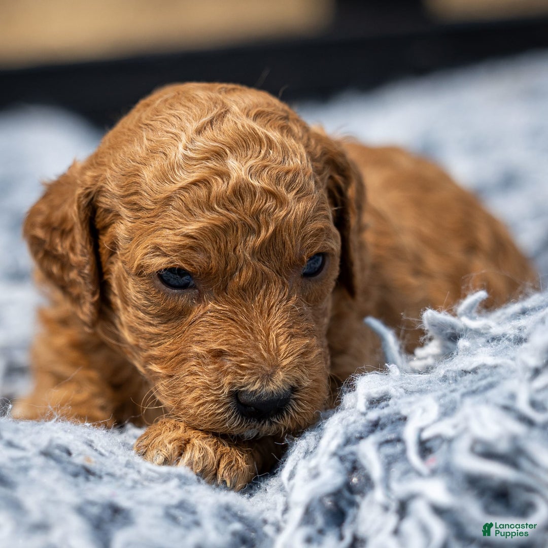 Standard Poodle dogs for sale: Ronnie - Image 1