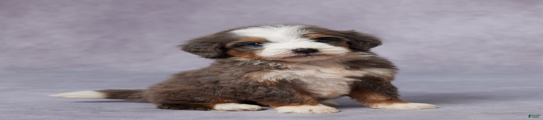Cora