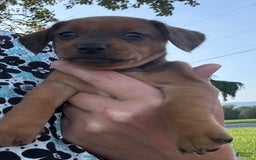 Miniature Pinscher dogs for sale: Cookie - Image 6