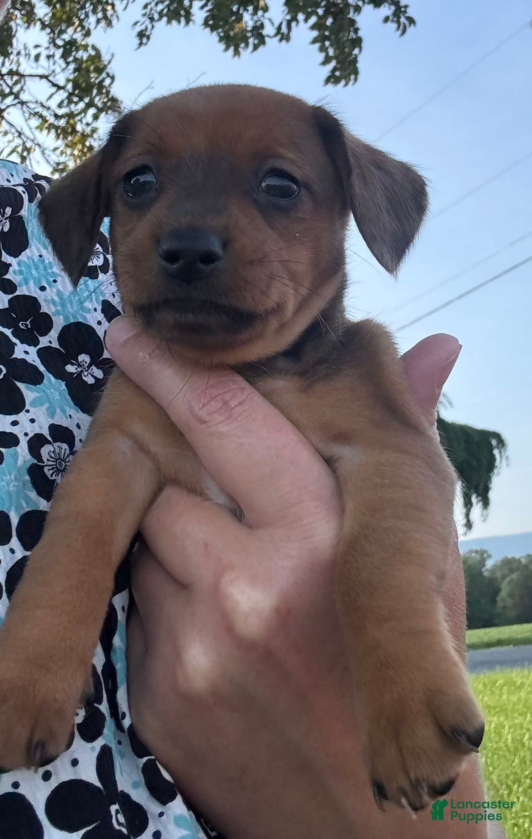 Miniature Pinscher dogs for sale: Cookie - Image 6