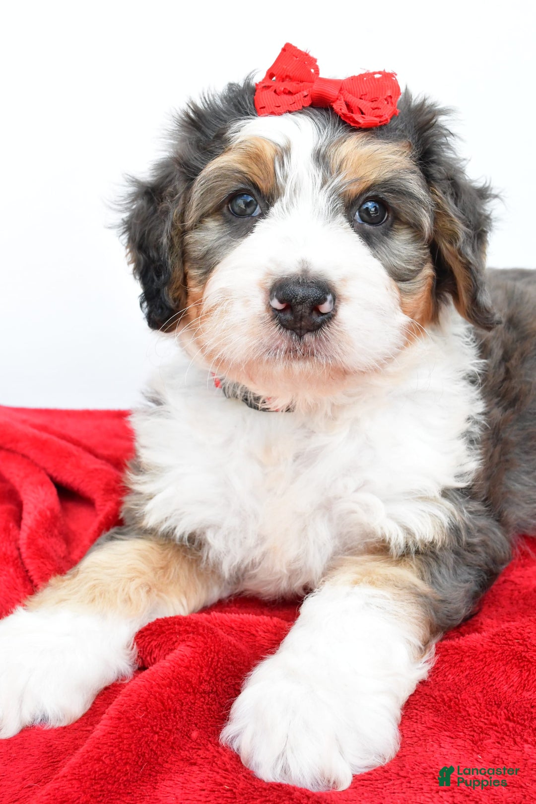 Mini Bernedoodle dogs for sale: Mini Bernedoodle 5 puppies - Image 4