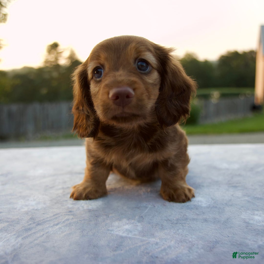 Miniature Dachshund dogs for sale: Olive - Image 1