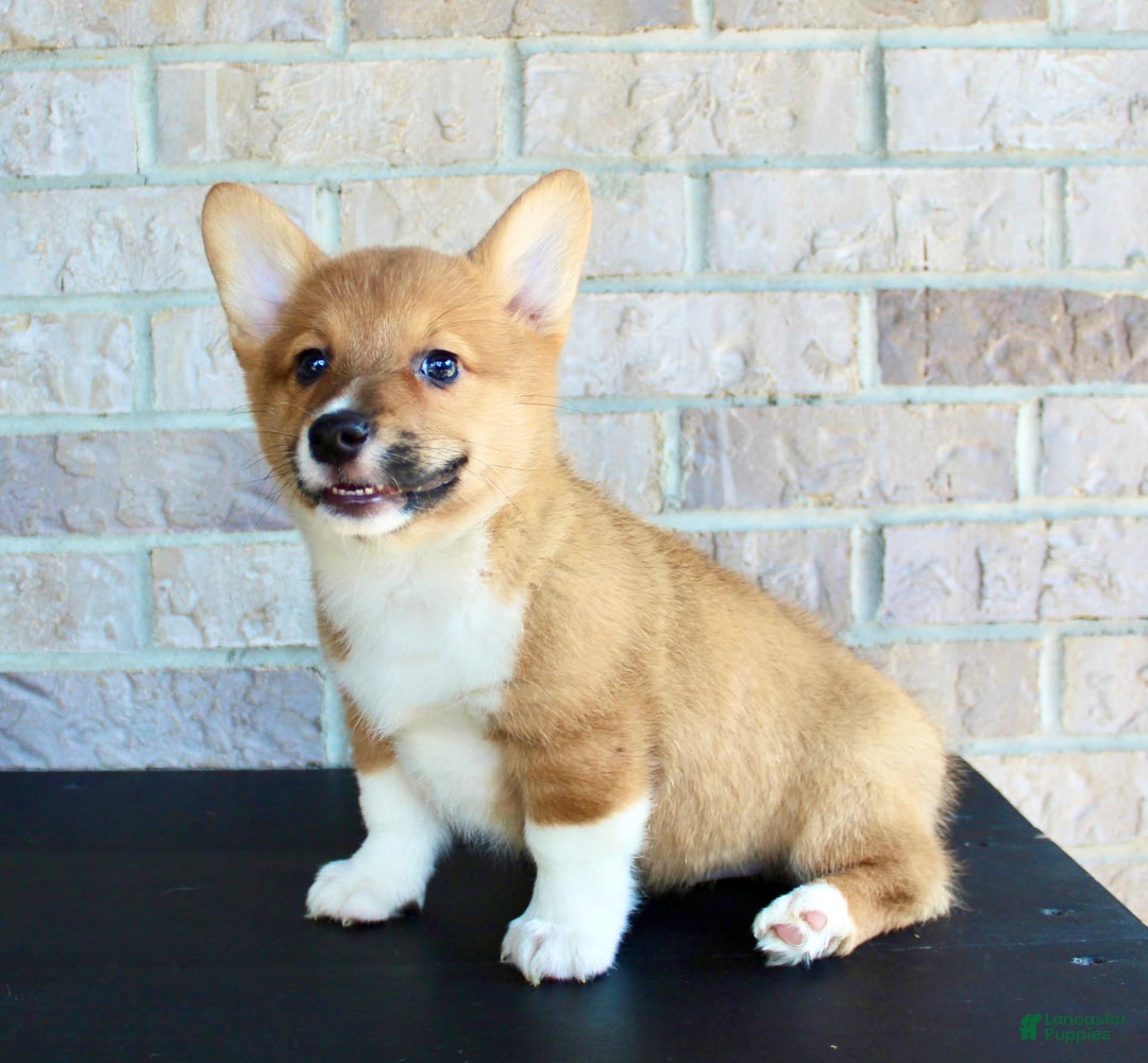 Welsh Corgi Pembroke dogs for sale: Buddy - Image 5