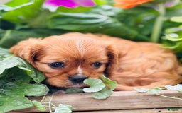 Cavalier King Charles Spaniel dogs for sale: Ruby - Image 2