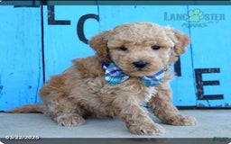 Maltipoo dogs for sale: Teddy - Image 3