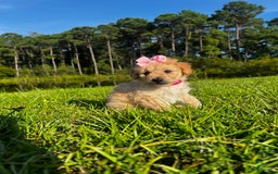 Aussiedoodle dogs for sale: Bella - Image 3