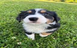 Australian Shepherd dogs for sale: Ahsoko - Image 5