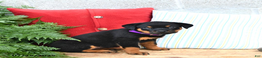 Rosie