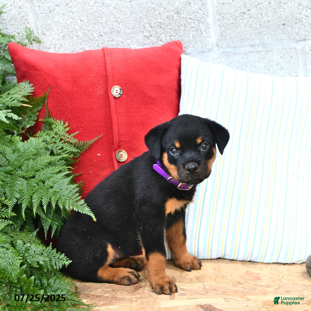 Rottweiler dogs for sale: Rosie - Image 5